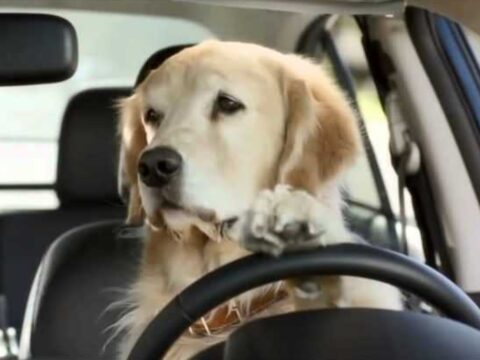Как приучить собаку к поездкам в автомобиле