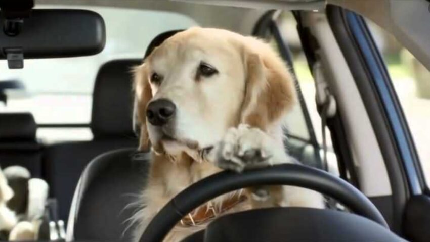 Как приучить собаку к поездкам в автомобиле