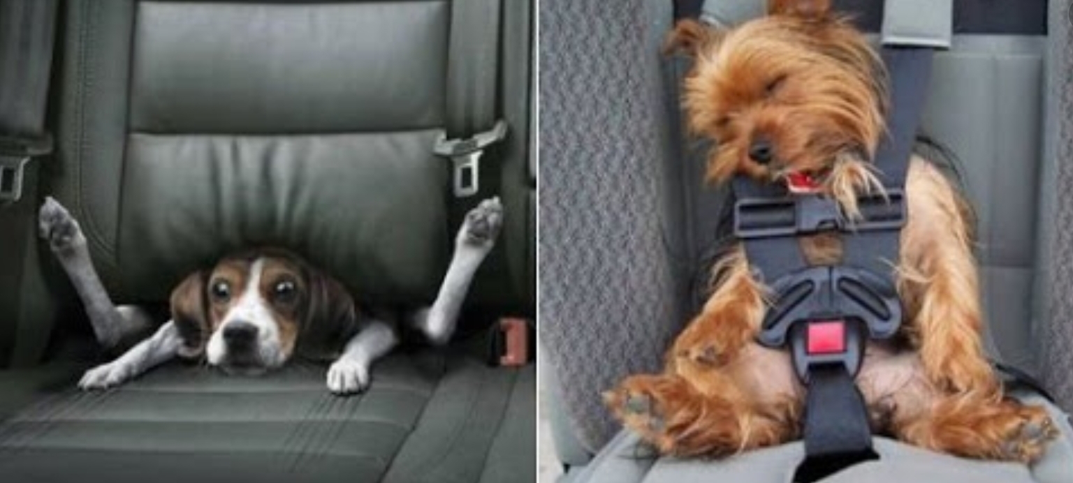путешествие на авто с собакой